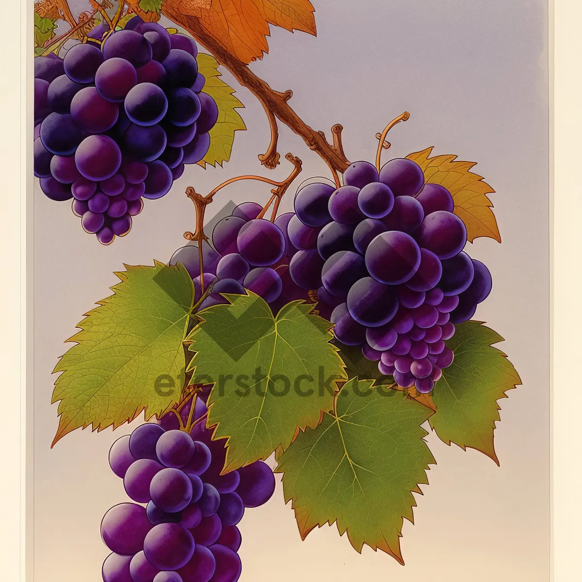 Picture of Fresh and Juicy Grape Harvest in Vineyard