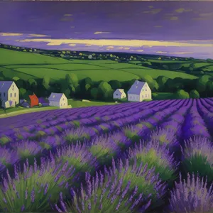 Lavender Field Bliss: Serene Summer Landscape