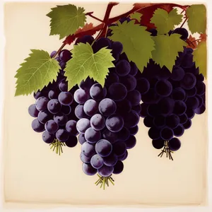 Autumn Harvest: Fresh and Juicy Concord Grapes from Organic Vineyard