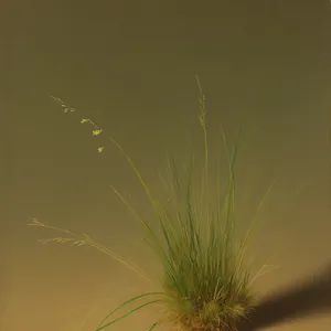 Nighttime Flax Fireworks: Vibrant Celebration in the Dark Sky