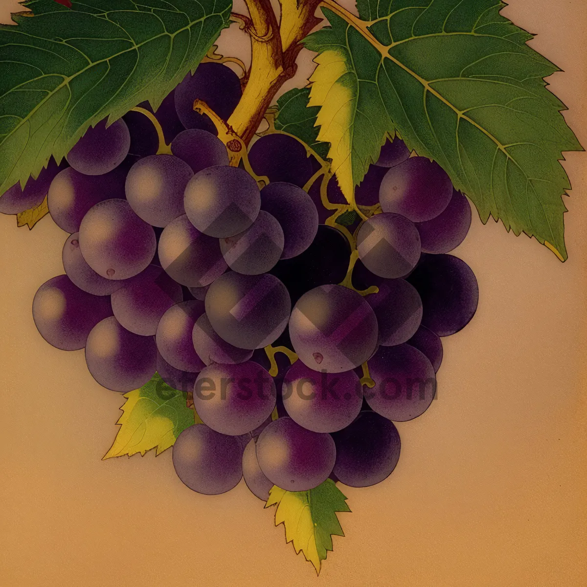 Picture of Vibrant Harvest: Ripe Purple Grapes on Vine