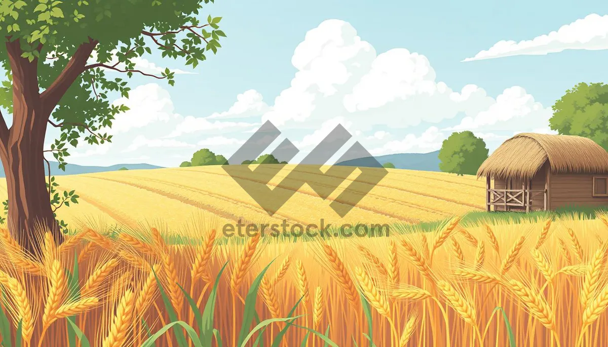 Picture of Sunlit Wheat Fields in Summer Countryside Landscape