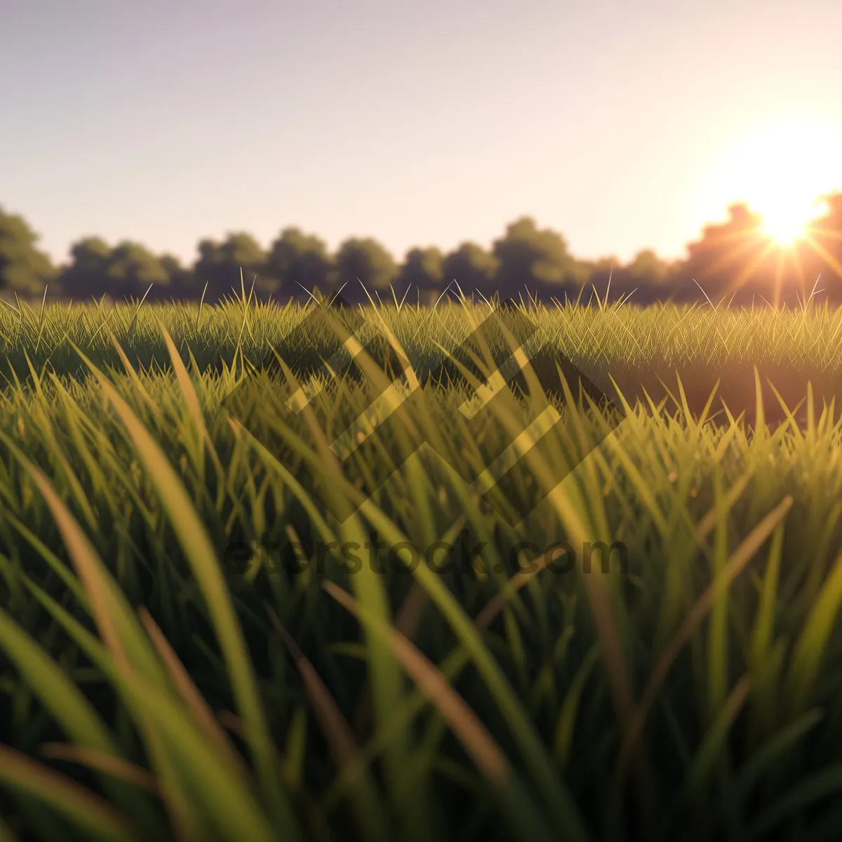 Picture of Golden Wheat Field Under Summer Sky