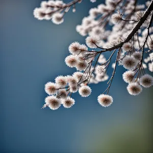 Blossoming Cow Parsley: Delicate Herb in Spring Sky