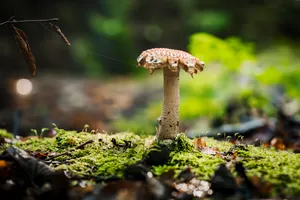 Autumn Forest Mushroom Harvest In The Woods