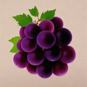 Pink and Purple Grape Vineyard Bunch