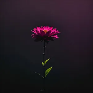 Vibrant Pink Daisy Blossom in Garden