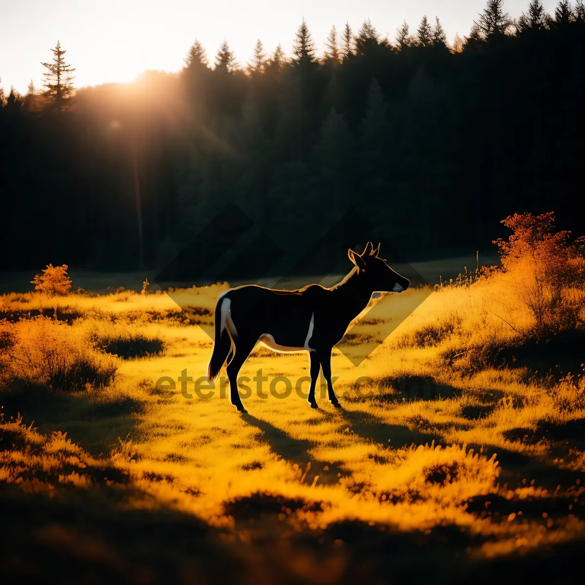 Picture of Safari Sunset Silhouette in the Wild Park