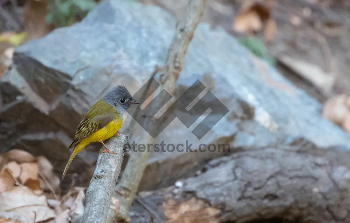 Picture of Warbler bird perched on tree branch with feathers ruffled.