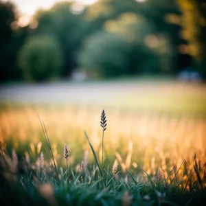 Golden Wheat Field under Summer Sky