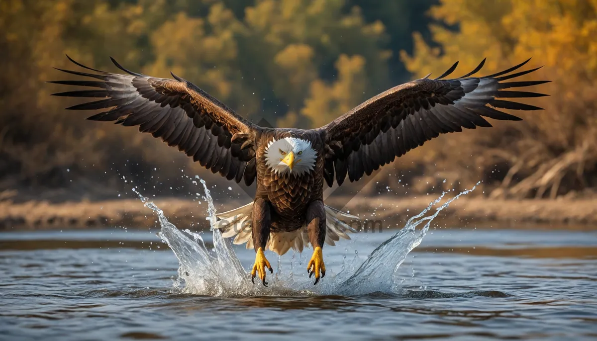 Picture of Bald eagle soaring in flight with spread wings