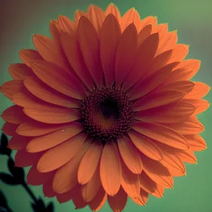 Vibrant Sunflower Blossom in Full Bloom