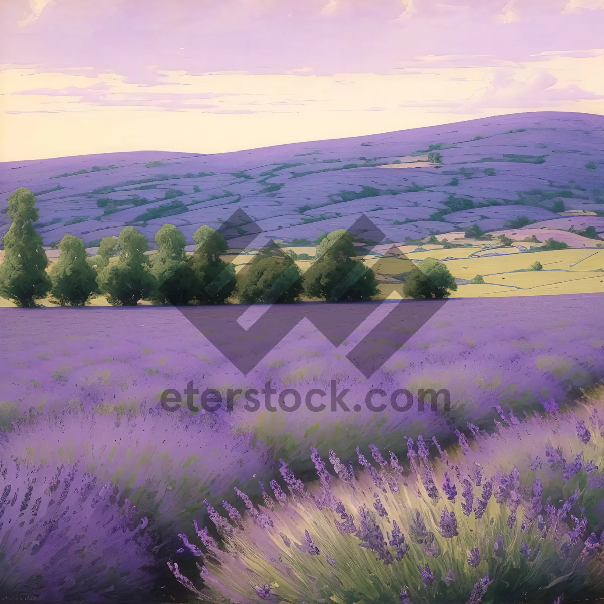 Picture of Sunny Lavender Field in the Countryside