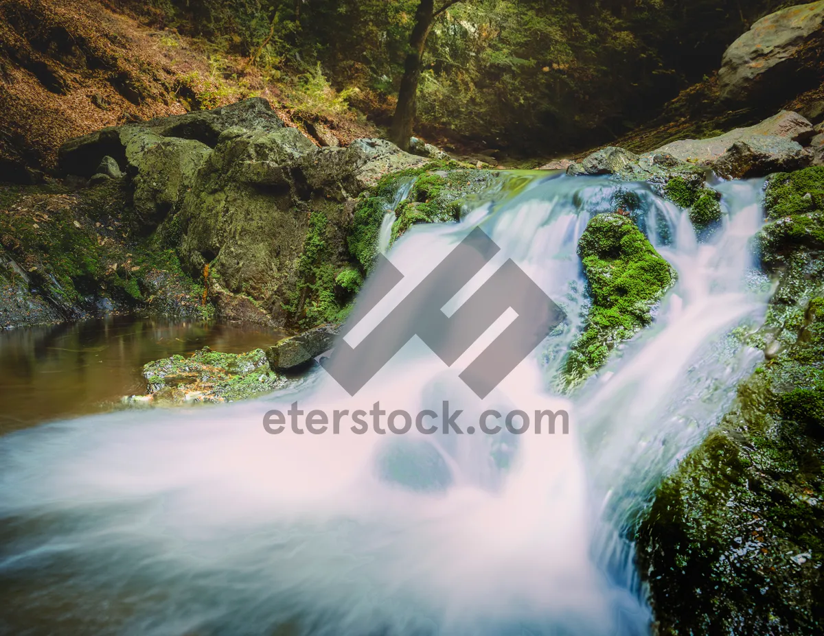 Picture of Summer waterfall in tranquil forest landscape