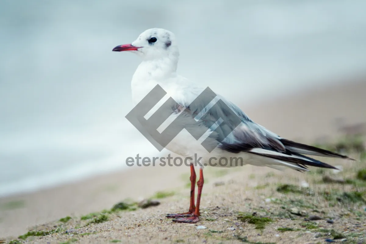 Picture of Seagull soaring over the ocean waters.