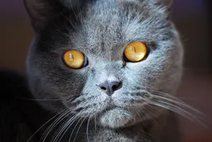 Fluffy Gray Kitten with Whiskers and Curious Eyes