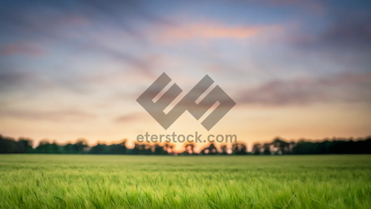 Picture of Colorful Summer Cereal Field Landscape Wallpaper