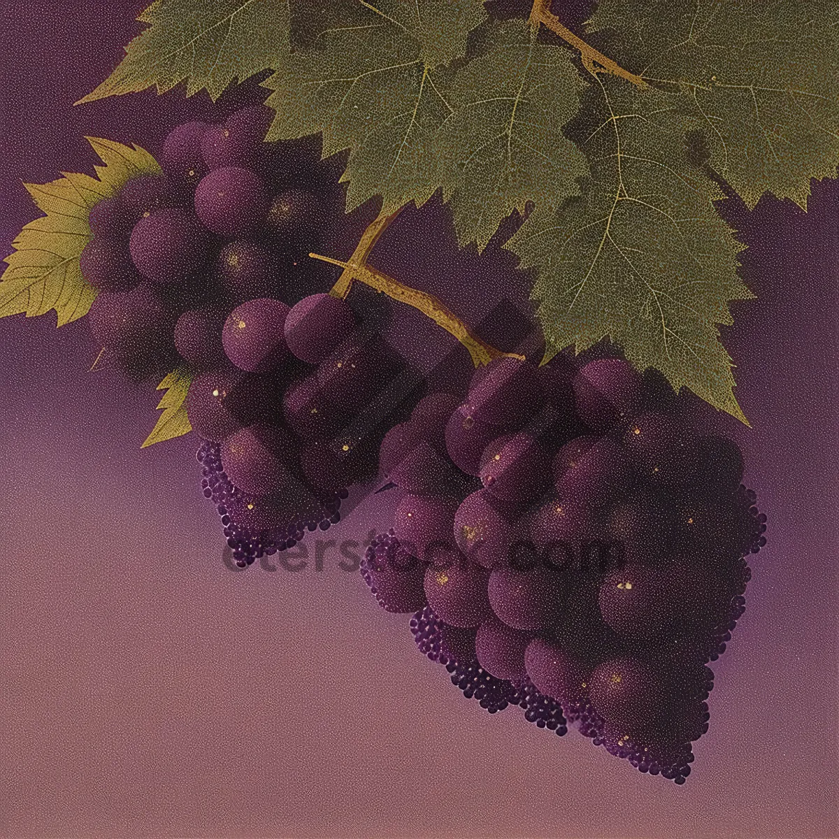 Picture of Juicy Purple Grapes in Vineyard Harvest