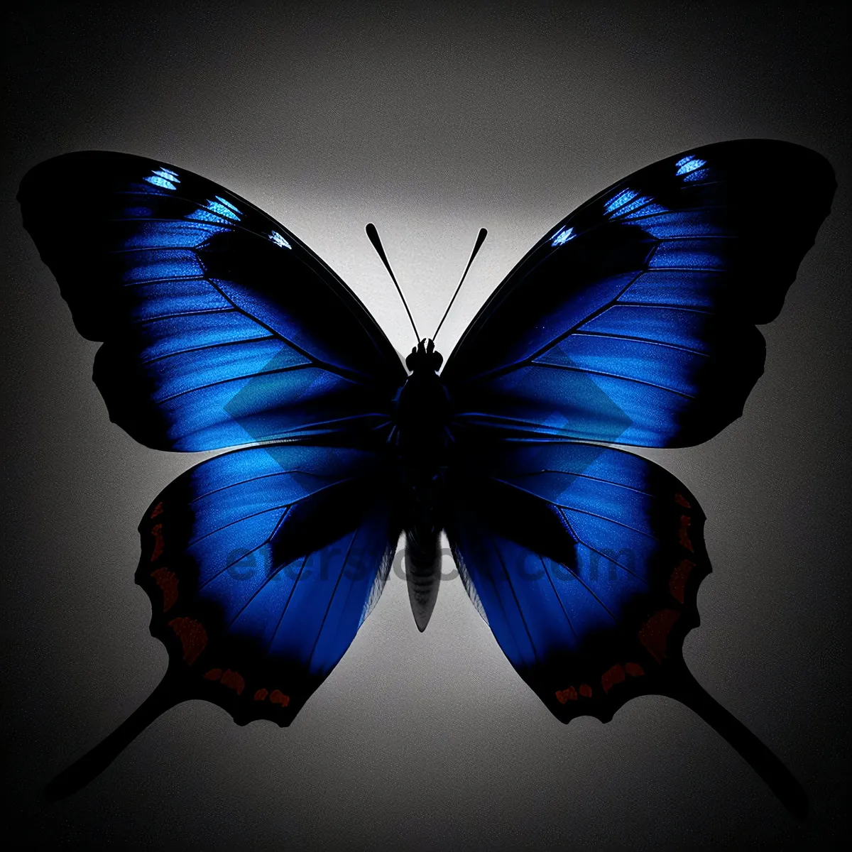 Picture of Colorful Wing Design: Artistic Light with Butterfly