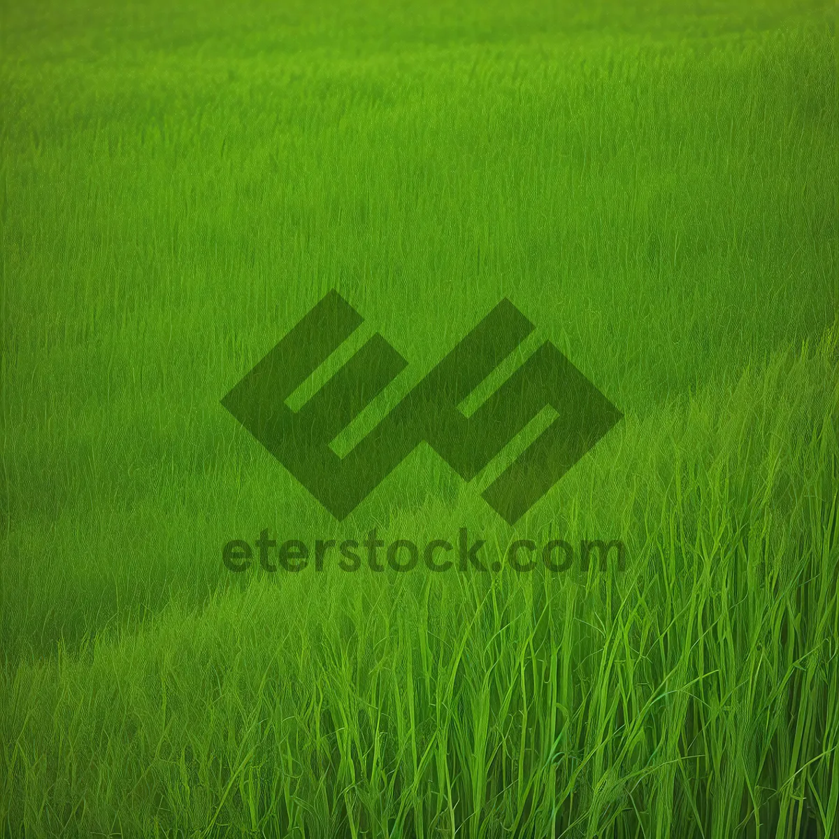 Picture of Vibrant Summer Field with Lush Green Grass