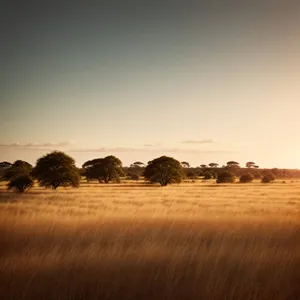 Vast Summer Skies and Rolling Fields