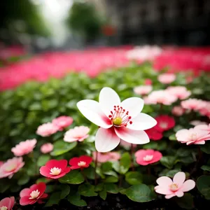 Spring Blossom: Pink False Rue Anemone in Garden