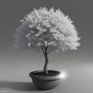 Blossoming Bonsai Tree in Decorative Vase