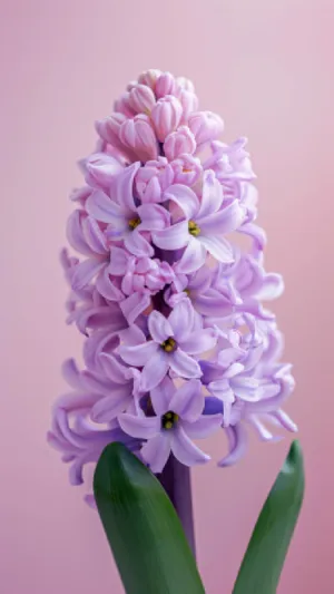 Pink Hyacinth Flower Bloom Bouquet Gift - Spring Flora