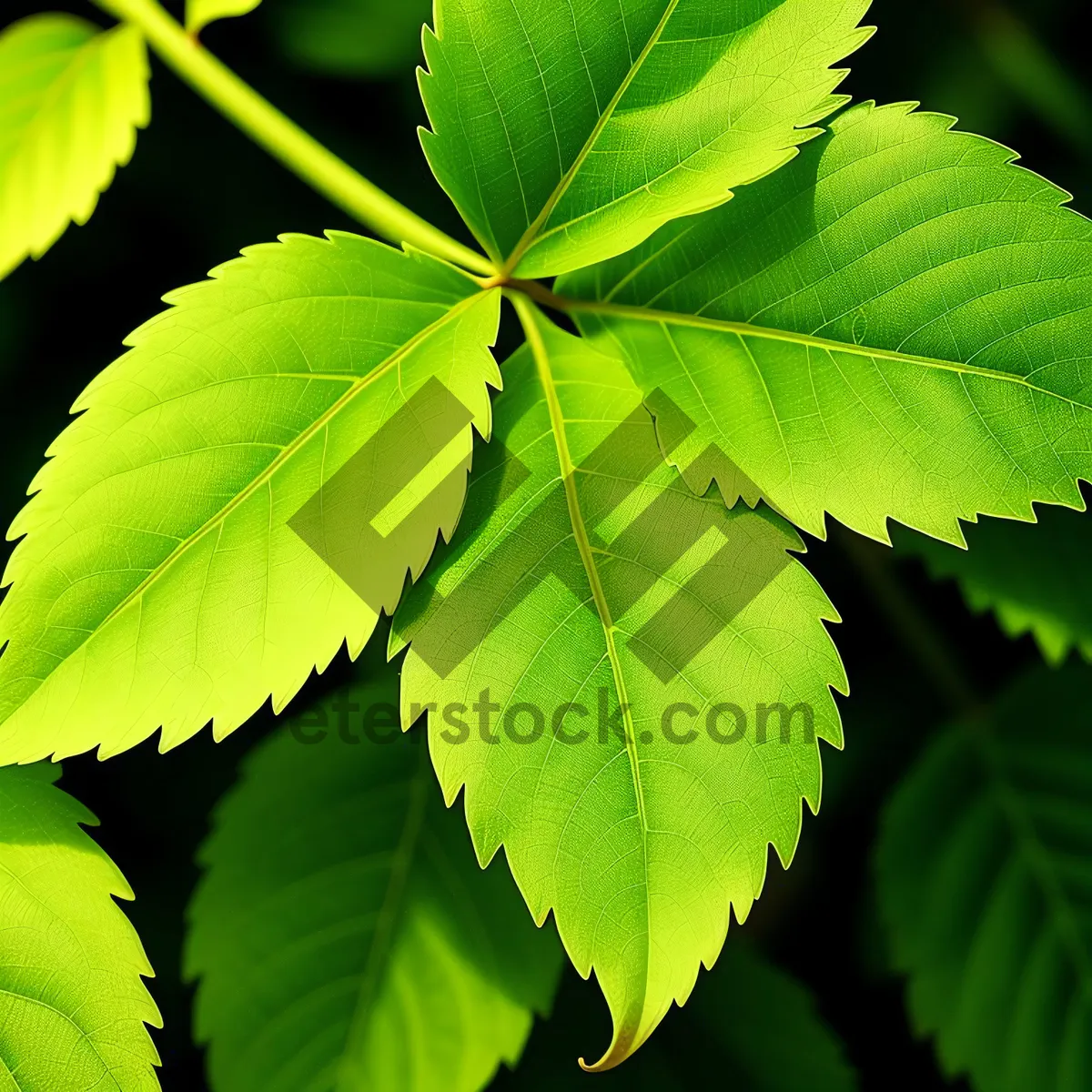 Picture of Lush Maple Leaves in Sunlit Forest