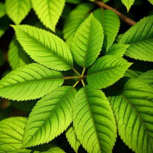 Vibrant Elm Leaves in Lush Forest