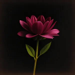 Blooming Lotus Petal in Pink - Floral Beauty
