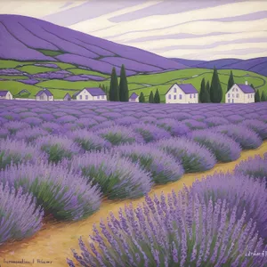 Lavender Field with Purple Artichoke Blooms