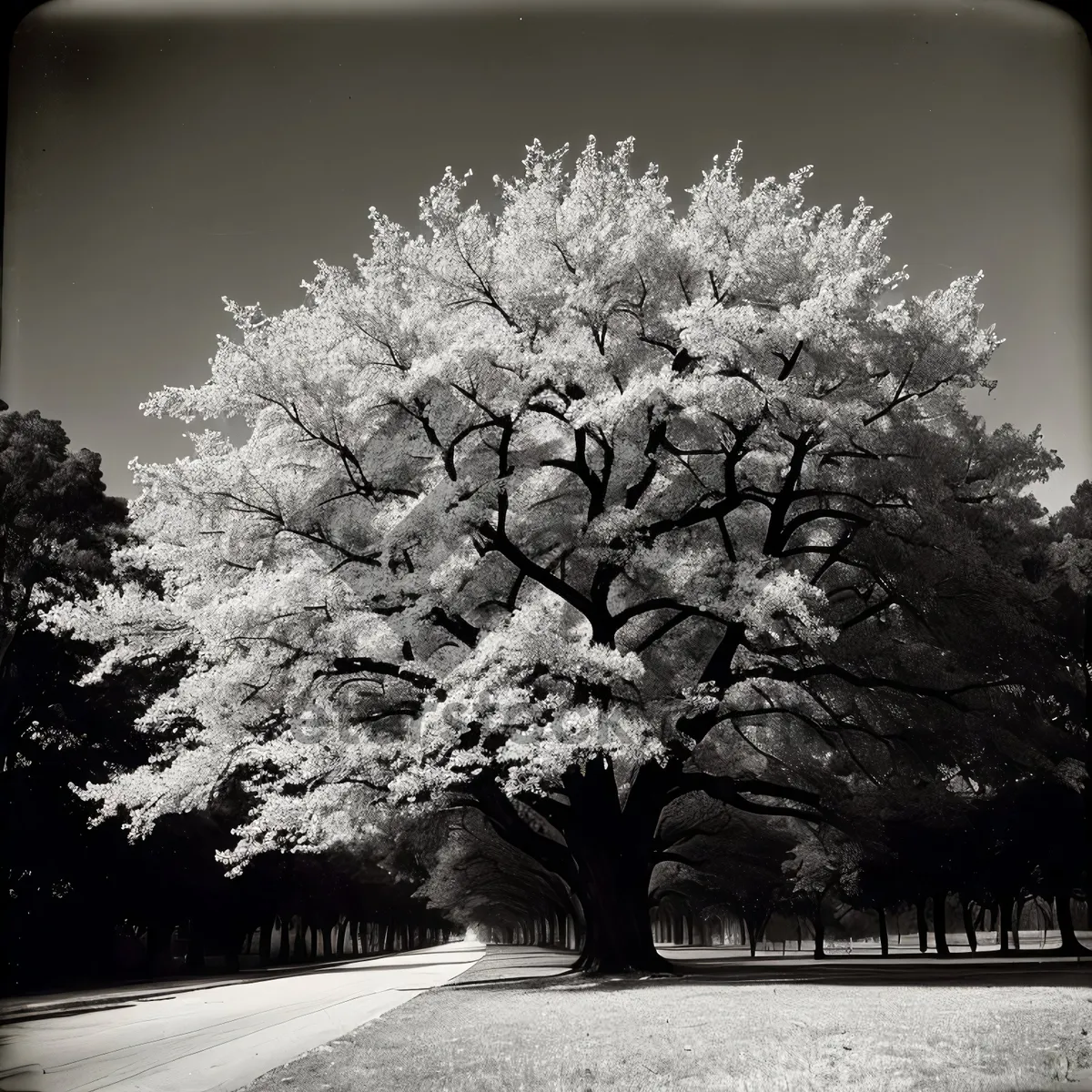 Picture of Winter Wonderland: Majestic Trees Blanketed in Snow