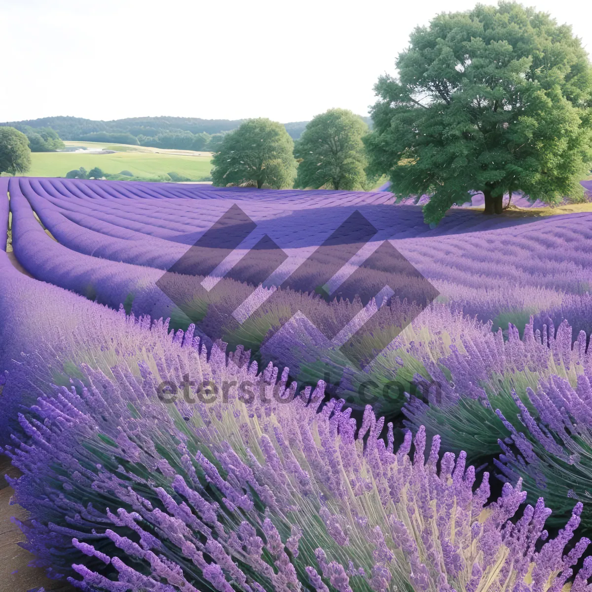 Picture of Vibrant Lavender Fields: A Burst of Colorful Countryside