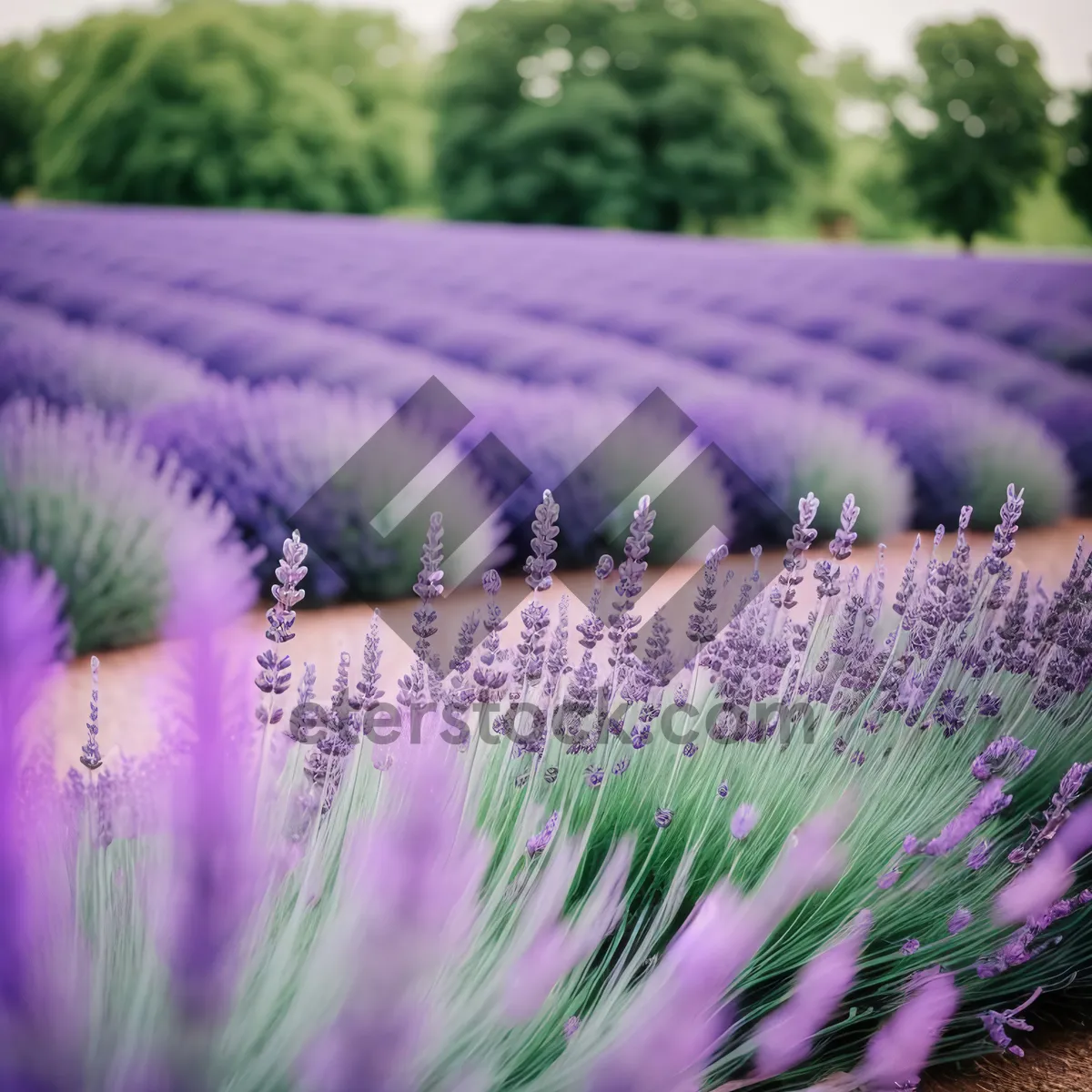 Picture of Lavender Blossoms in Vibrant Field of Colors