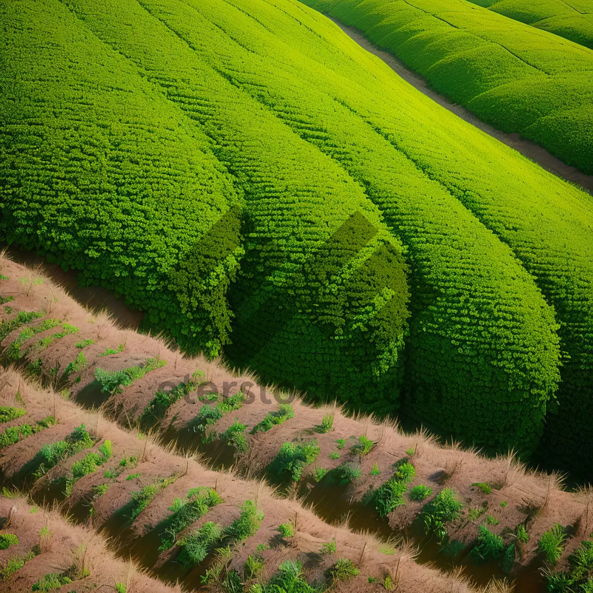 Picture of Idyllic Tea Farm In Lush Countryside