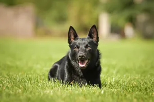 Adorable Black Shepherd Dog Portrait With Cute Look