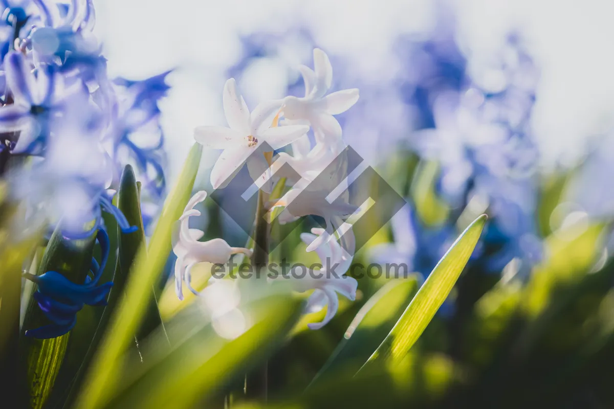 Picture of Summer Hyacinth Blossom in Vibrant Garden