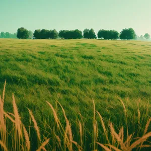 Golden Harvest: Serene Summer Landscape with Wheat Fields and Clear Sky