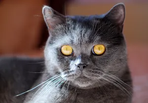 Fluffy Gray Tabby Cat with Piercing Eyes