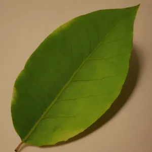 Bright Leafy Growth in a Natural Garden