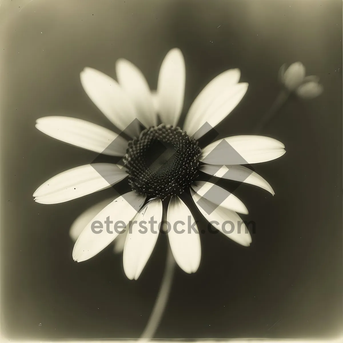 Picture of Vibrant Daisy Blossom in Meadow