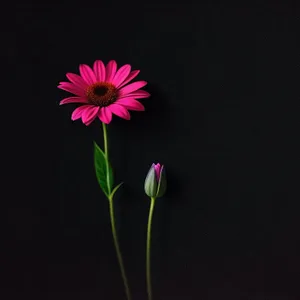 Vibrant Spring Blossom in a Garden