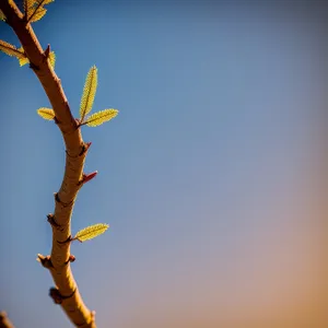 Serenity in the Sky: Majestic Tree Branches and Woody Snags