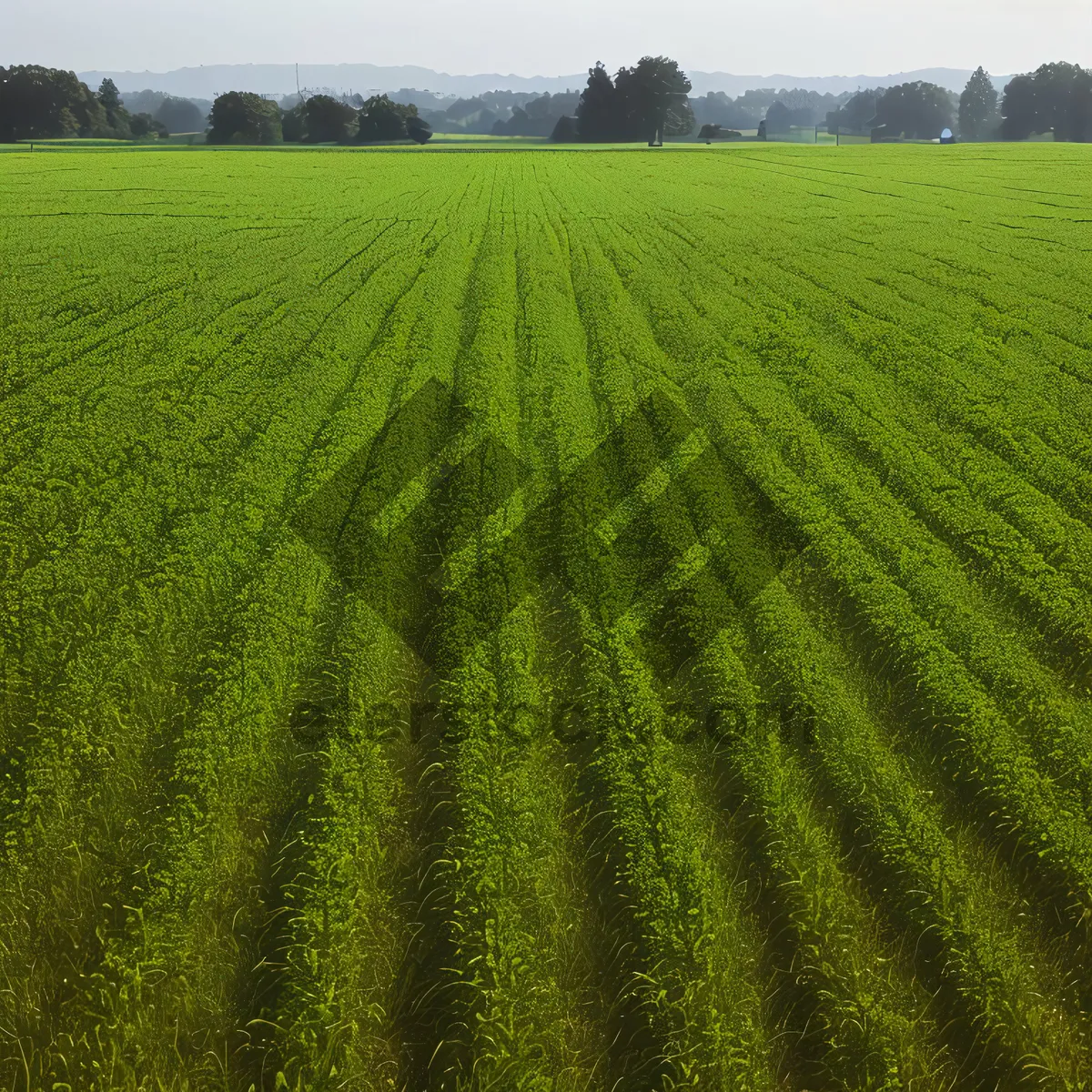 Picture of Serenity in the Soybean Field