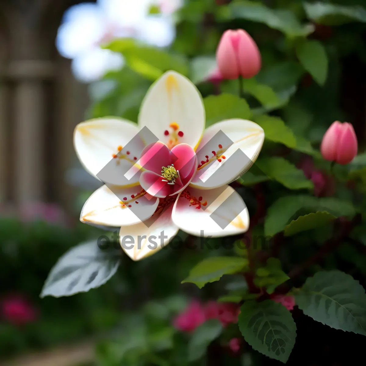 Picture of Pink Flower Blossom in Spring Garden