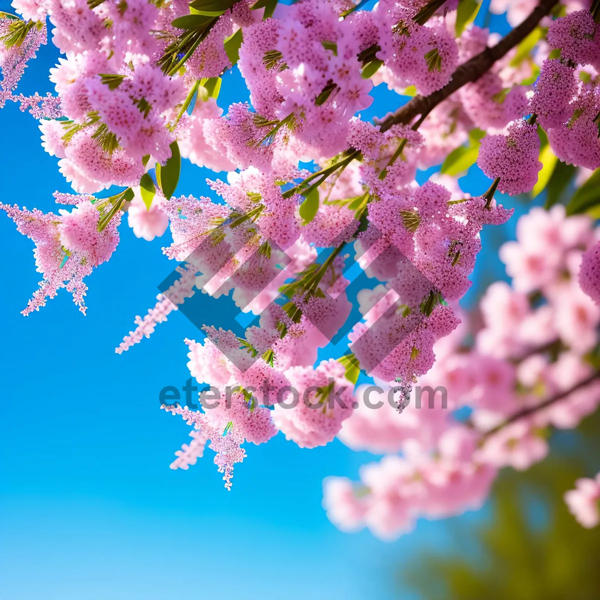 Picture of Blossoming Spirea: A Burst of Pink Spring Bloom