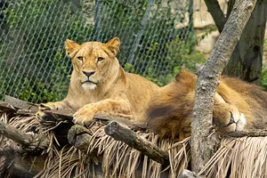 Male lion resting in the wilderness park habitat.