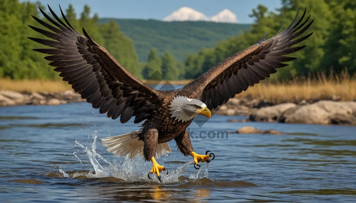 Picture of Bald eagle flying with outstretched wings