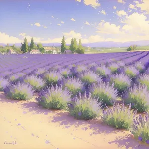 Serene Lavender Landscape Under Open Sky